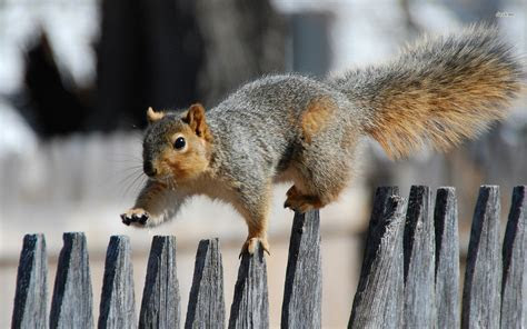 Squirrel Fence wallpaper 1920x1200 #14326 Squirrel Fence wallpaper 1920x1200 #14326