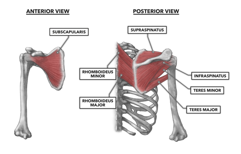 Diagram Of Shoulder Muscles And Tendons / The Shoulder Joint - Pomeroy