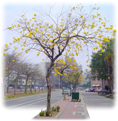 無限台南/黃花風鈴木