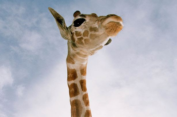 Why are giraffes’ necks so tall? ~ Game apps for kids