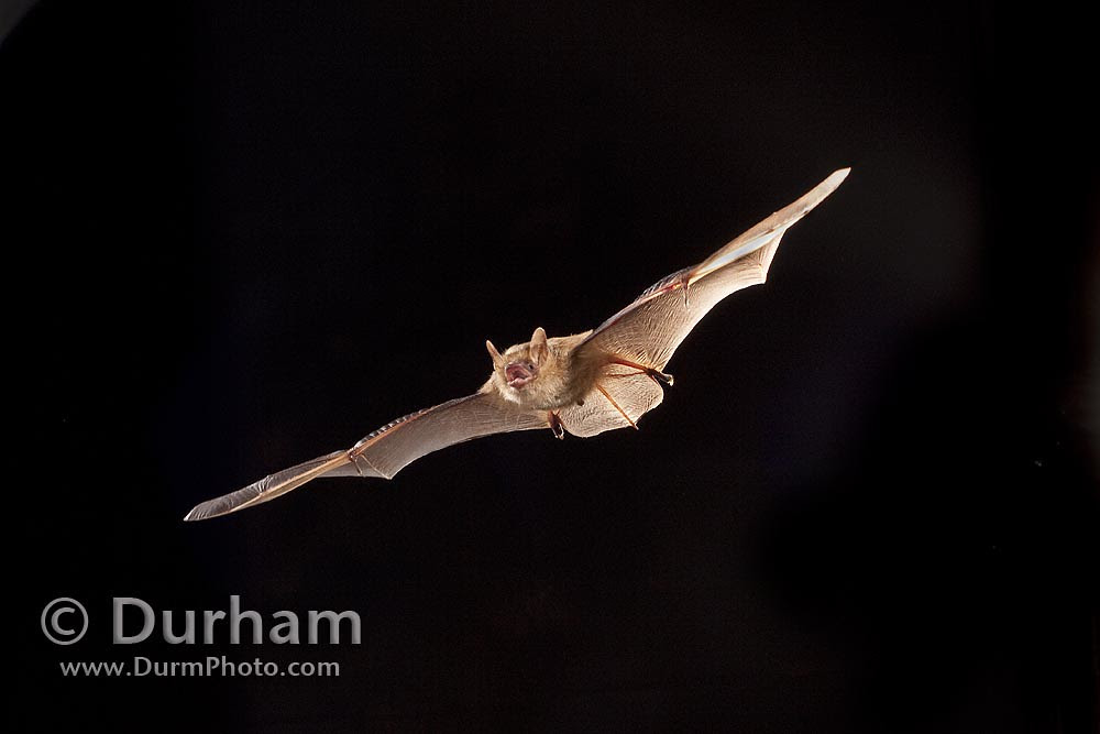 © Michael Durham / tricolored bat