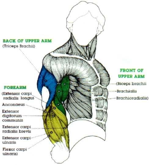 Arm Muscles Names : Naming Skeletal Muscles · Anatomy and Physiology