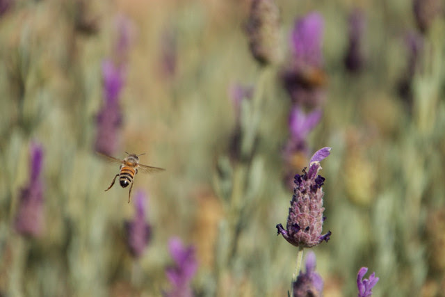 Bee