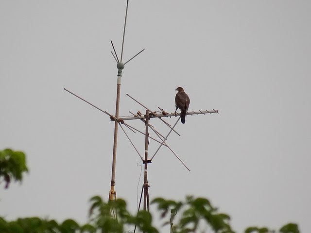 鳳頭蒼鷹/無限台南