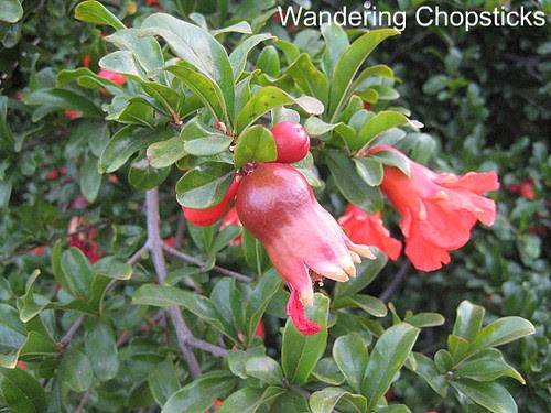 Pomegranates 2