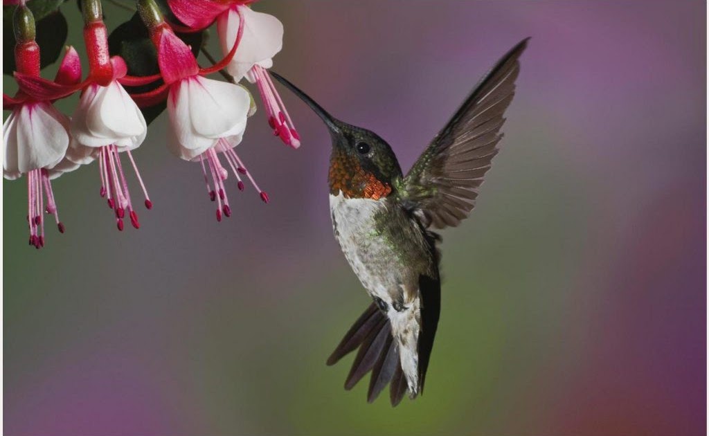 Hummingbirds And Flowers Wallpaper