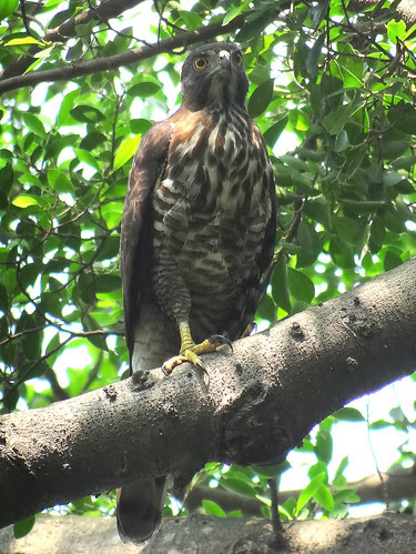 鳳頭蒼鷹/無限台南