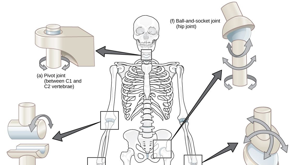 Joints Of The Body Worksheet - MUNSHI-1SEKOLAH1BLOG