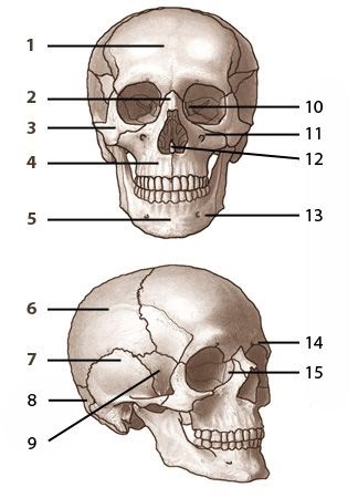 Major Bones In The Human Body Quiz - Bones of the Body Quiz by Kinders