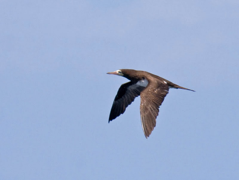 Brown Booby Brown Booby