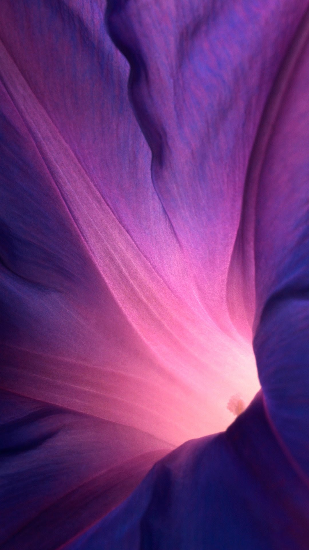 Purple Flower Wallpaper for iPhone - WallpaperSafari