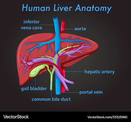 Diagram Of Liver / Draw A Labelled Diagram Of Location Of Liver