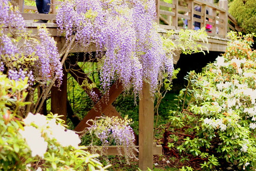 Wisteria