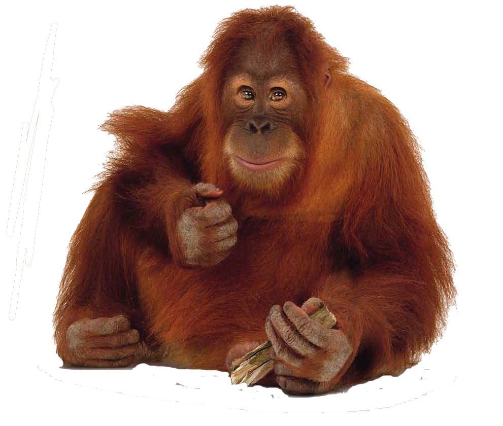 40+ Gambar Orang Utan Png