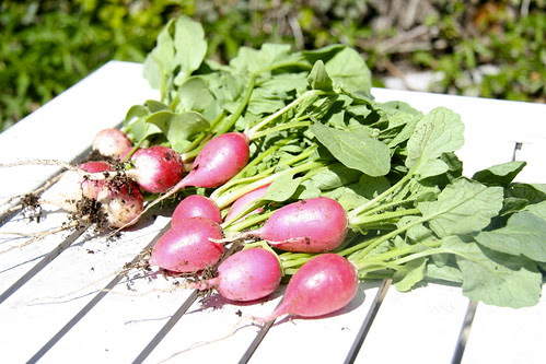 Homegrown Radishes