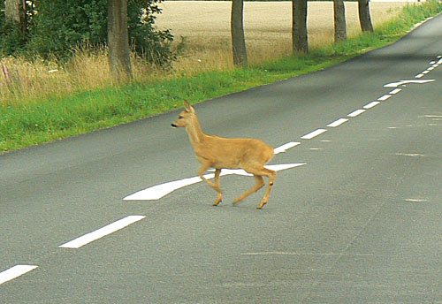 biche au milieu de la route.jpg