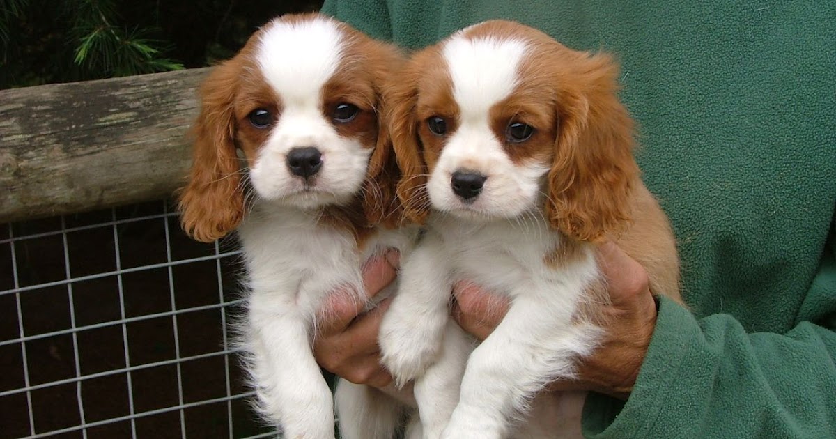 Cavalier King Charles Spaniel Puppies For Sale In Pittsburgh Pa