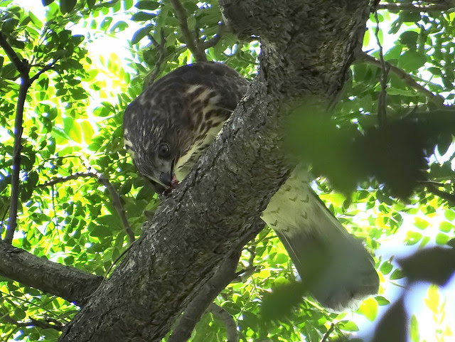鳳頭蒼鷹/無限台南