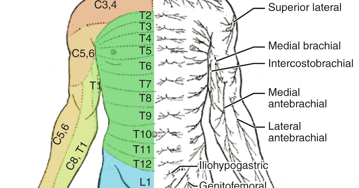 Upper Thigh Connect To Torso. What Area Of Body - Illustration of the