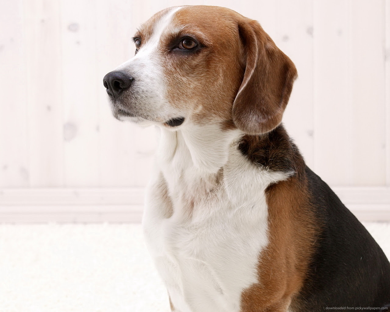 American Foxhound Breed Guide Learn about the American Foxhound. American Foxhound Breed Guide Learn about the American Foxhound.