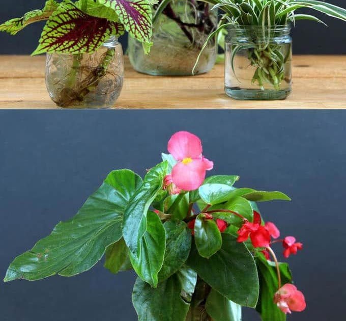 inkmediadesign Easiest Plants To Grow In Houston