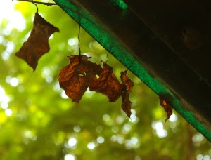 leaves