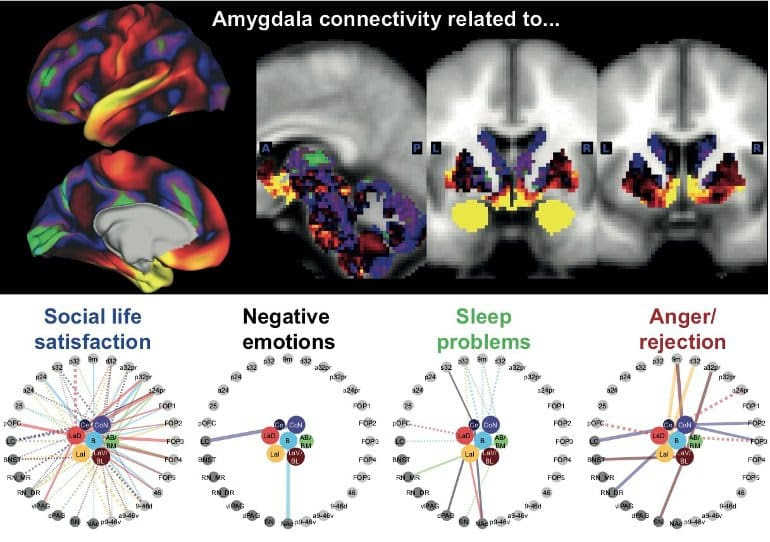 The Relationship Between Particular Brain Circuits and Different Aspects of Mental Well-Being