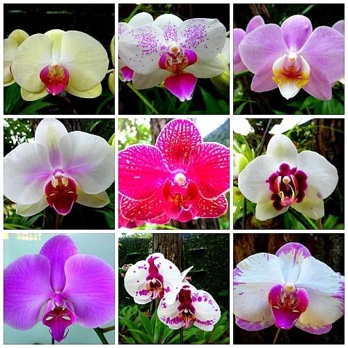 Parts Of A Phalaenopsis Orchid