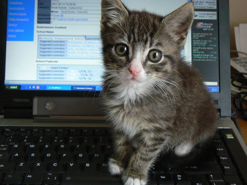 Midge cat and computer
