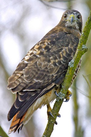 birds photos: Broader Wings Curved Trailing Edge