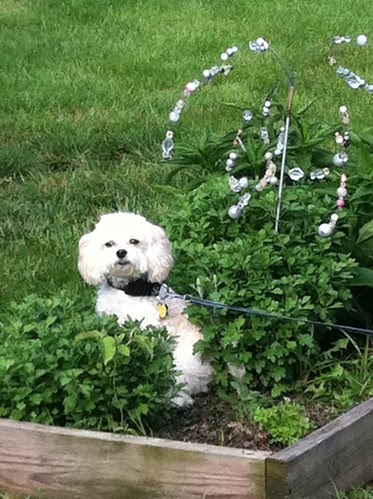 garden1