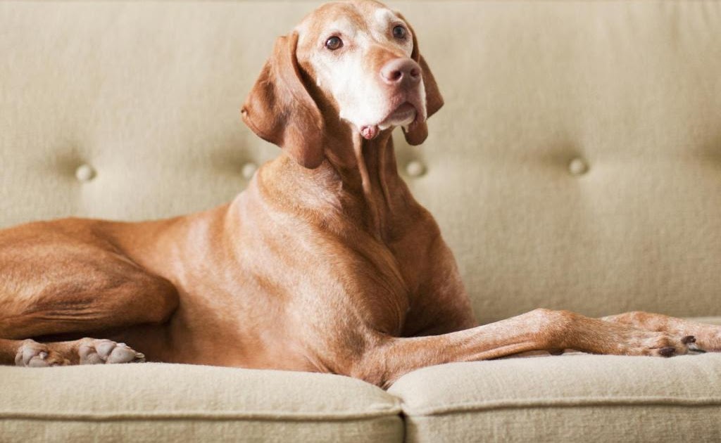 owalo design Hirntumor Bei Hunden