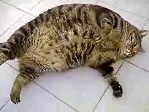 Cara Makan Ubat Cacing Orang Dewasa Syurat e