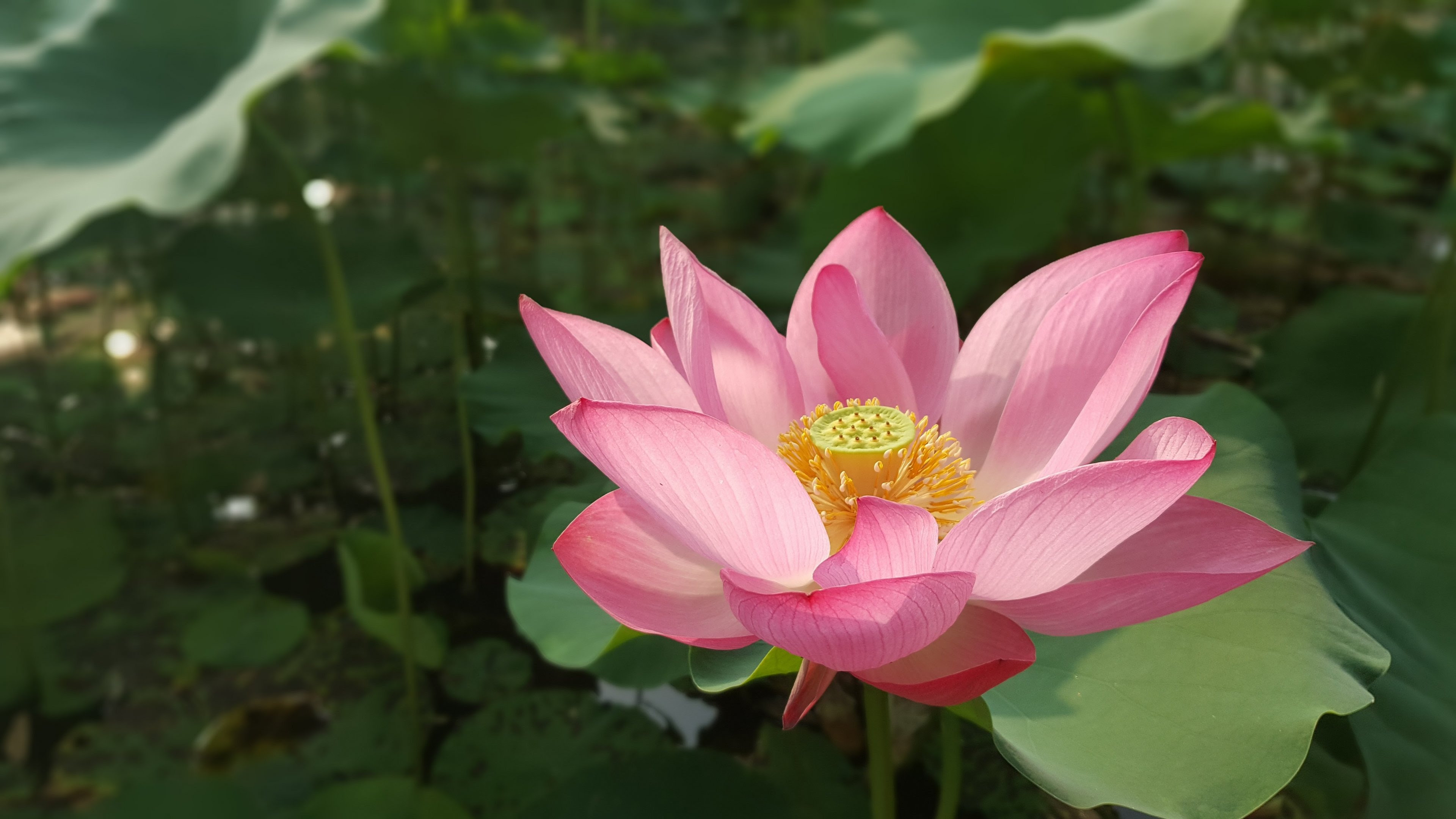 Lotus Flower Phone Wallpaper : lotus flower - Download iPhone,iPod