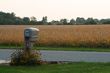 Mailbox and  Bean Field