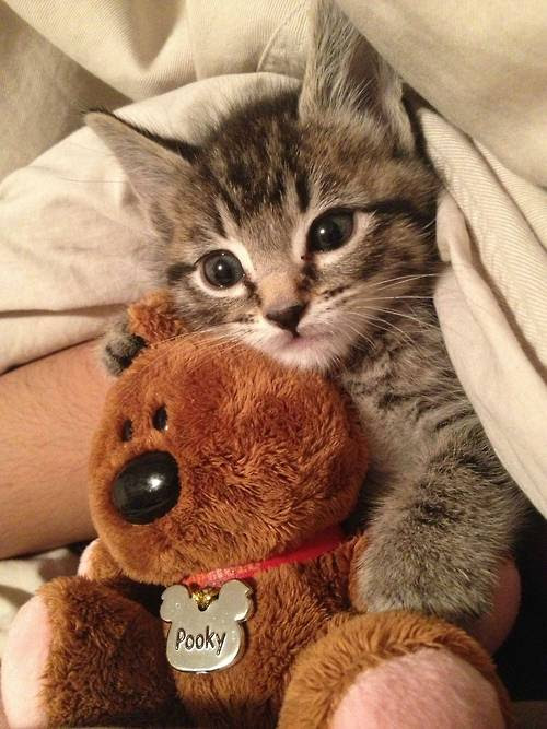 猫 ぬいぐるみ 抱っこ 100 で最高の画像