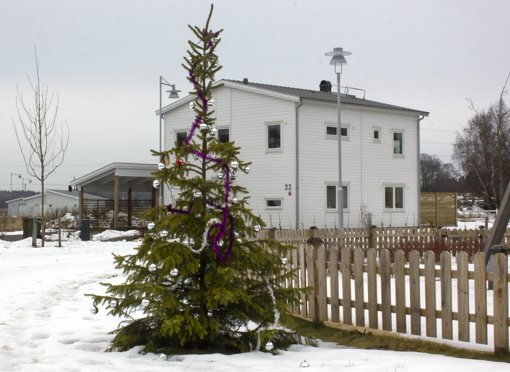 A February Christmas Tree