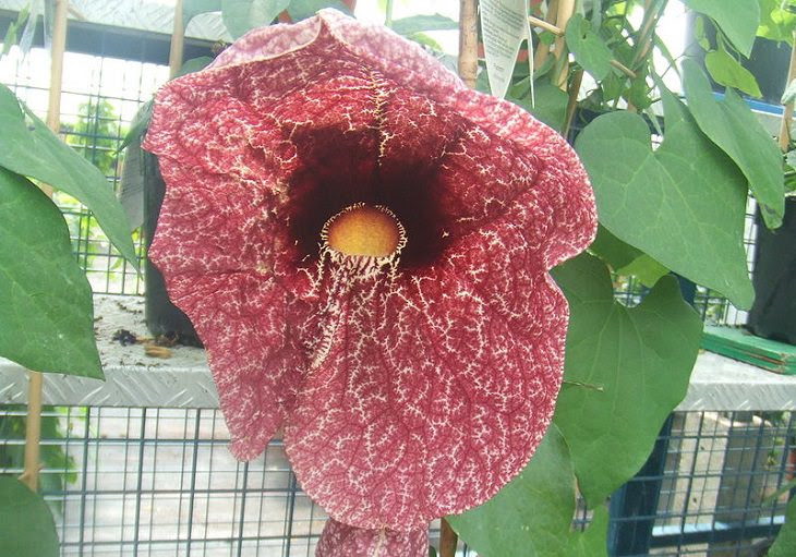 flores especiais