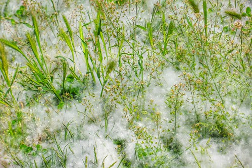 La densa nevicata di #maggio, #polline by Ylbert Durishti