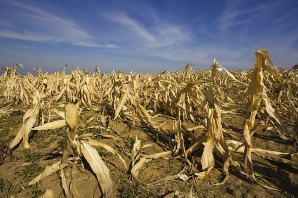 Drought on agriculture