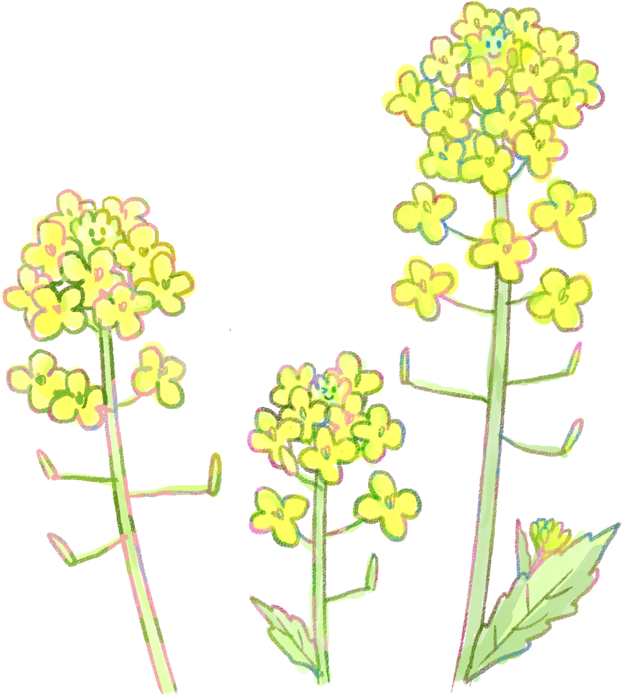 ここからダウンロード 菜の花 の イラスト イラスト画像