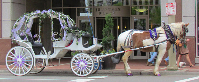 cincy horse