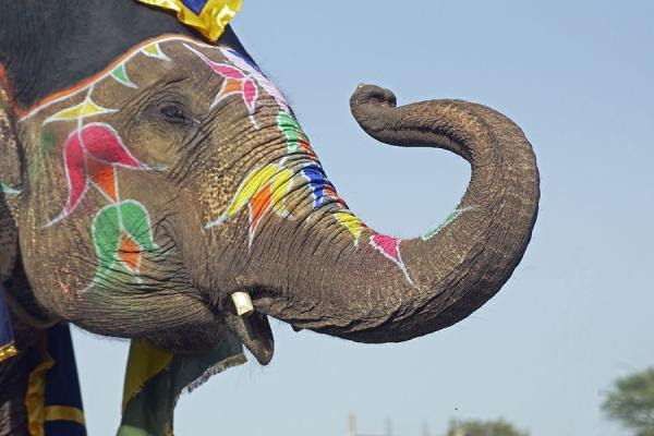 indian culture hisotry: Elephants Indian Culture