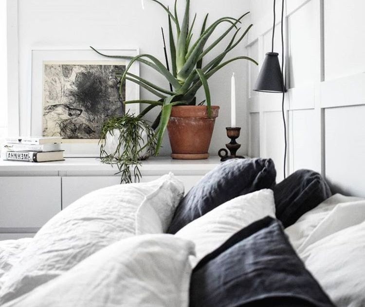 Pflanze Schlafzimmer : Bogenhanf: Die perfekte Pflanze für das