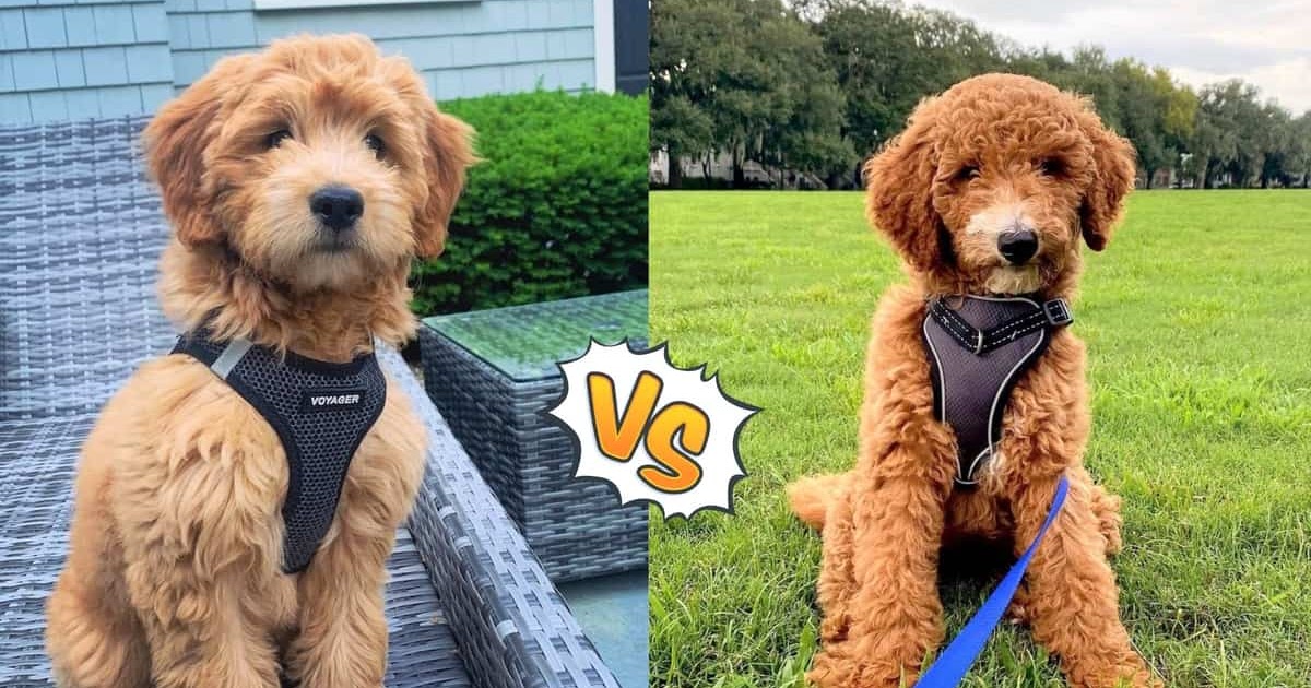 teddy bear doodle dog