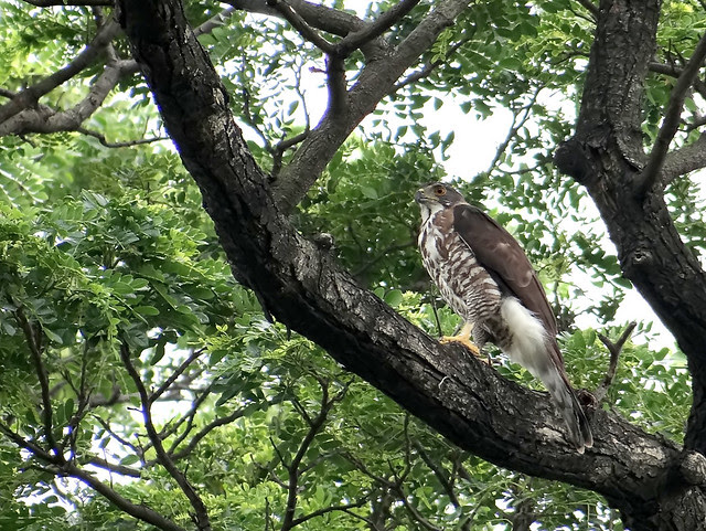 鳳頭蒼鷹/無限台南