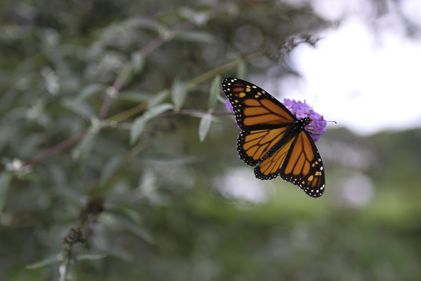 butterfly 2