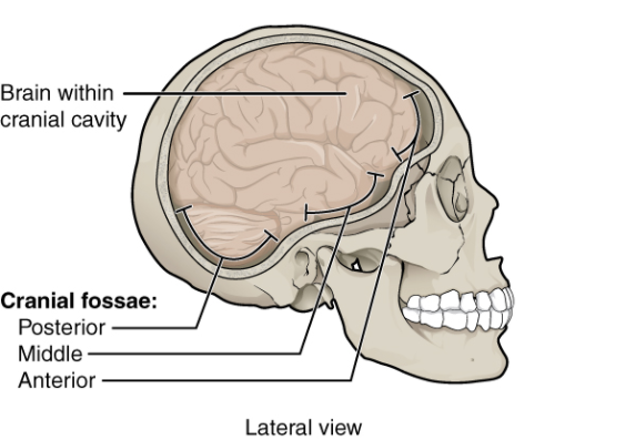 Back Of Skull And Neck Anatomy - 7 2 Head And Neck Basic Concepts