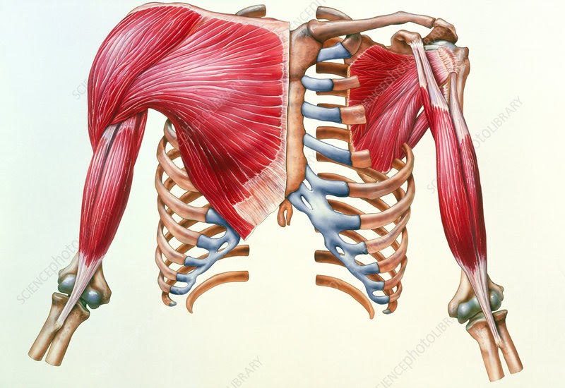 Chest Muscle Anatomy Diagram / cat muscles | Interal Chest Muscles