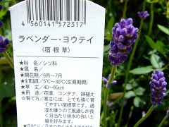 すべての花の画像 最高のラベンダー 羊蹄